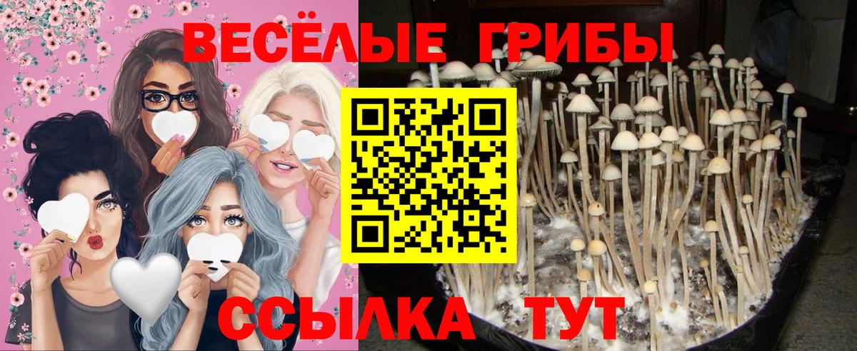 купить закладку  Псилоцибиновые грибы Cubensis  Вход с VPN  Новочебоксарск 
